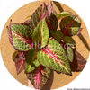 Premium Sun Rose To Lime Magic 5 frön
