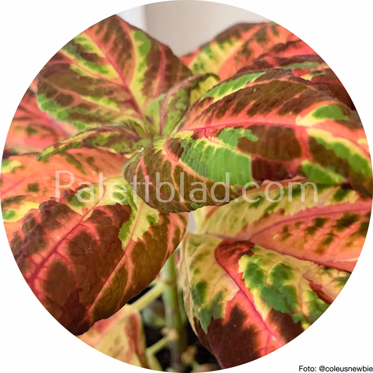 Superfine Rainbow Multicolor 10 seeds