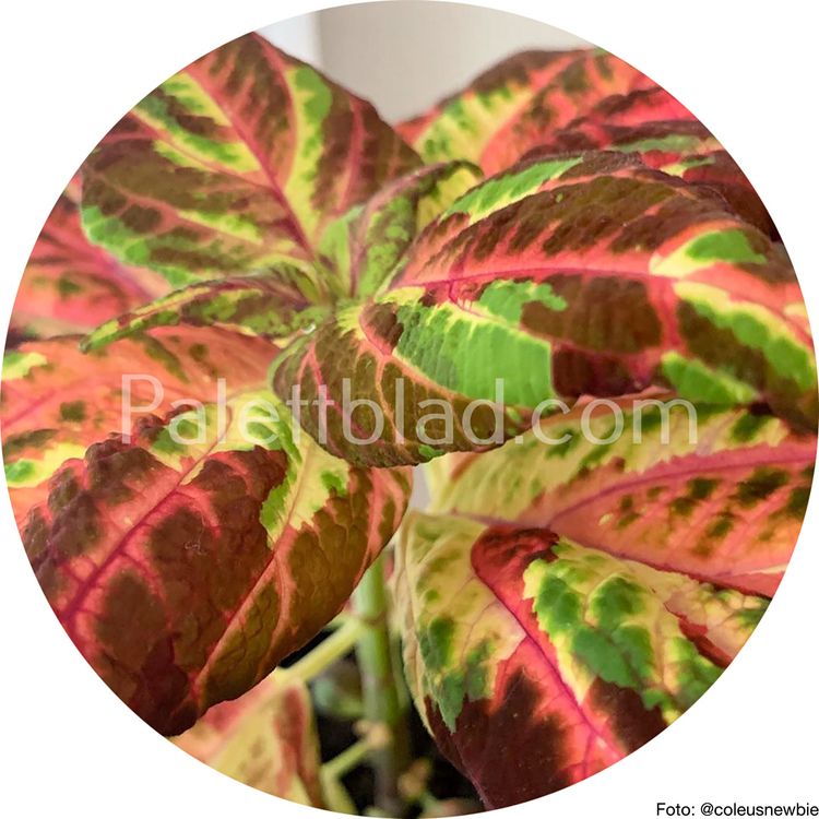 Superfine Rainbow Multicolor 10 zaden
