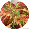 Superfine Rainbow Multicolor 10 graines