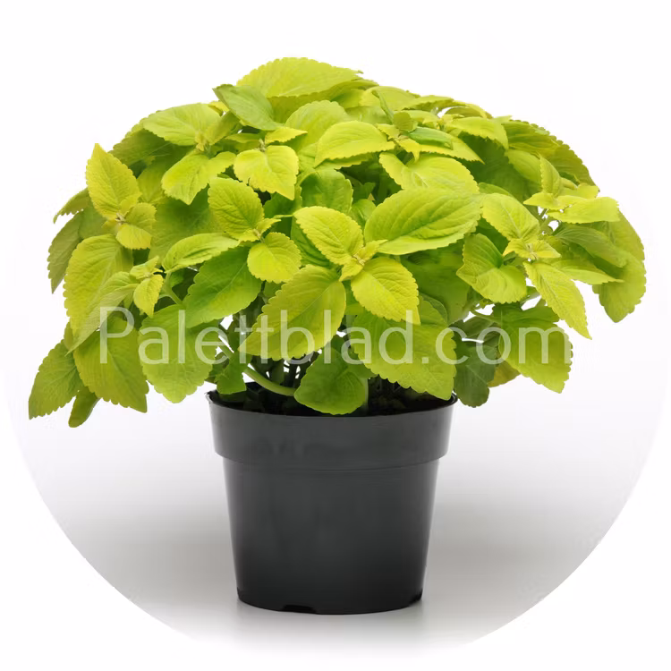 Premium Sun Lime Delight 5 seeds