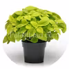 Premium Sun Lime Delight 5 frön