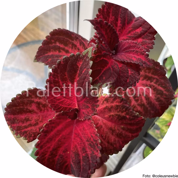 Superfine Rainbow Red Velvet 10 frön
