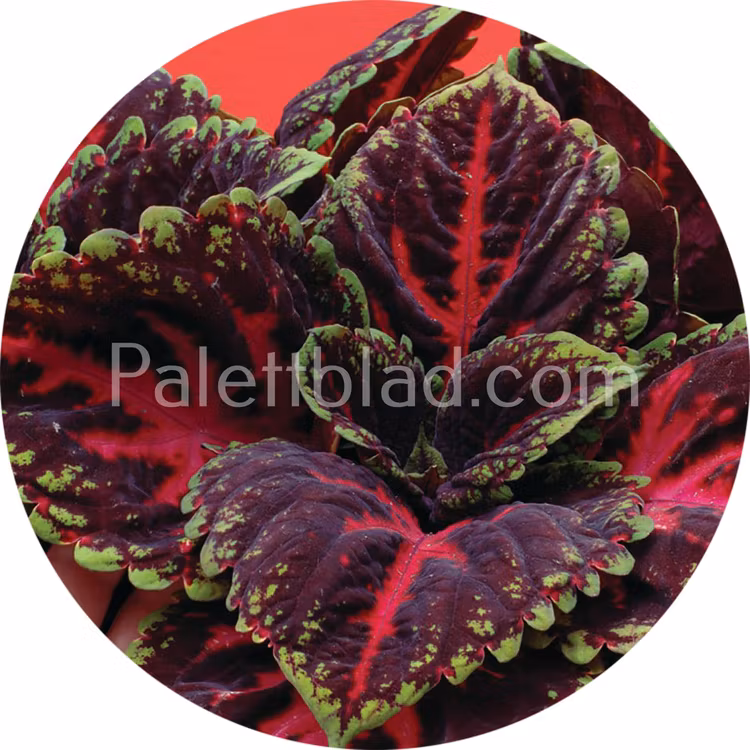 Kong Red 5 seeds