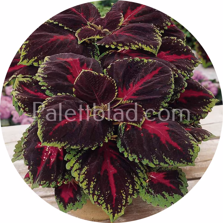 Kong Red 5 seeds
