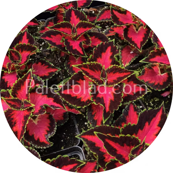 Premium Sun Chocolate Covered Cherry 5 graines