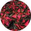 Premium Sun Chocolate Covered Cherry 5 zaden