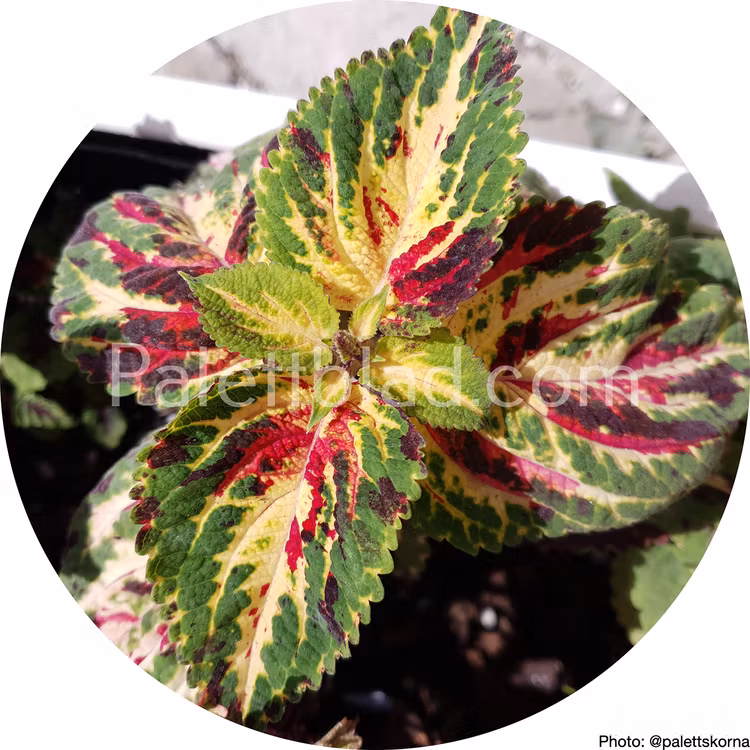 Superfine Rainbow Multicolor 10 seeds