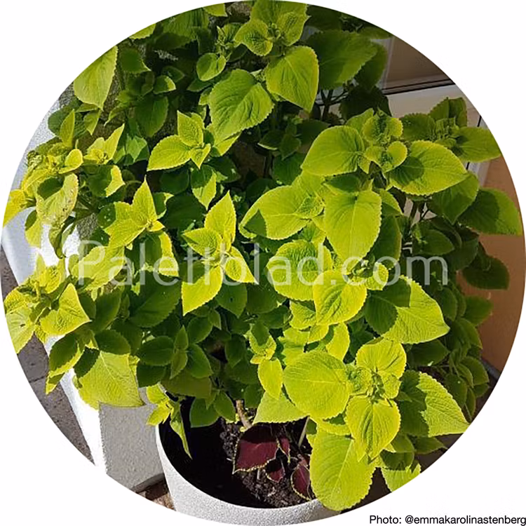 Premium Sun Lime Delight 5 seeds