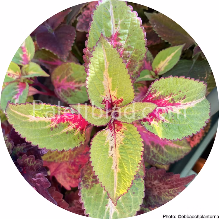 Premium Sun Rose To Lime Magic 5 semi