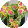 Premium Sun Watermelon 5 graines