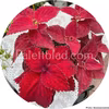 Superfine Rainbow Red Velvet 10 Samen