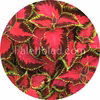Premium Sun Chocolate Covered Cherry 5 zaden