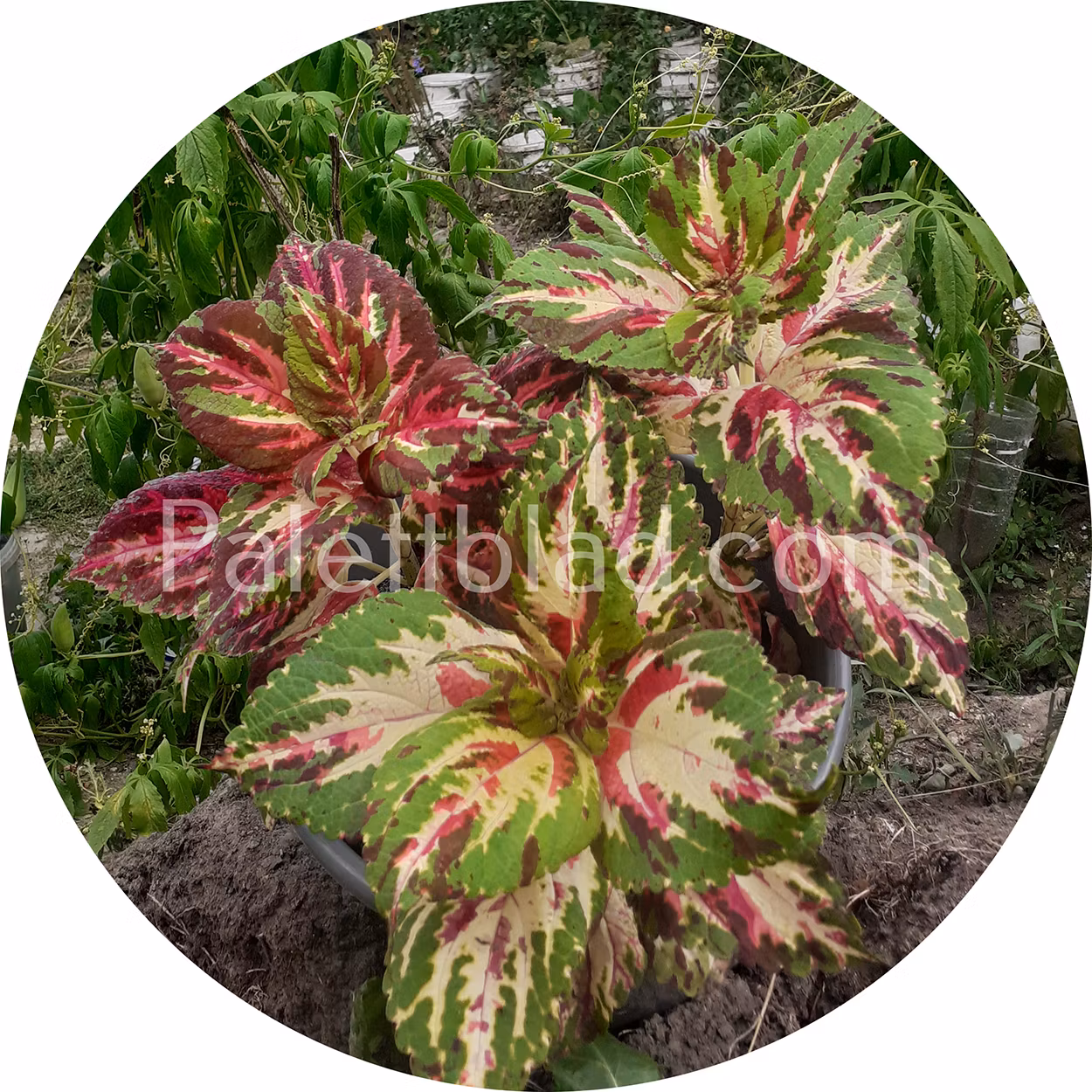 Superfine Rainbow Multicolor 10 seeds