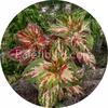 Superfine Rainbow Multicolor 10 graines