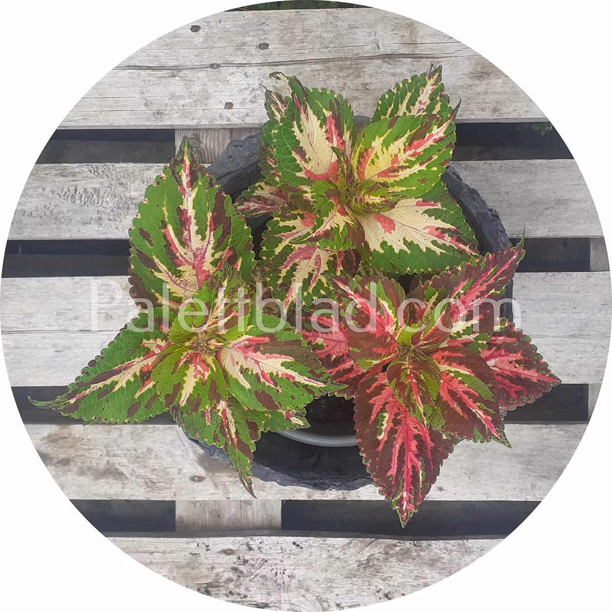Superfine Rainbow Multicolor 10 seeds