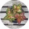 Superfine Rainbow Multicolor 10 graines