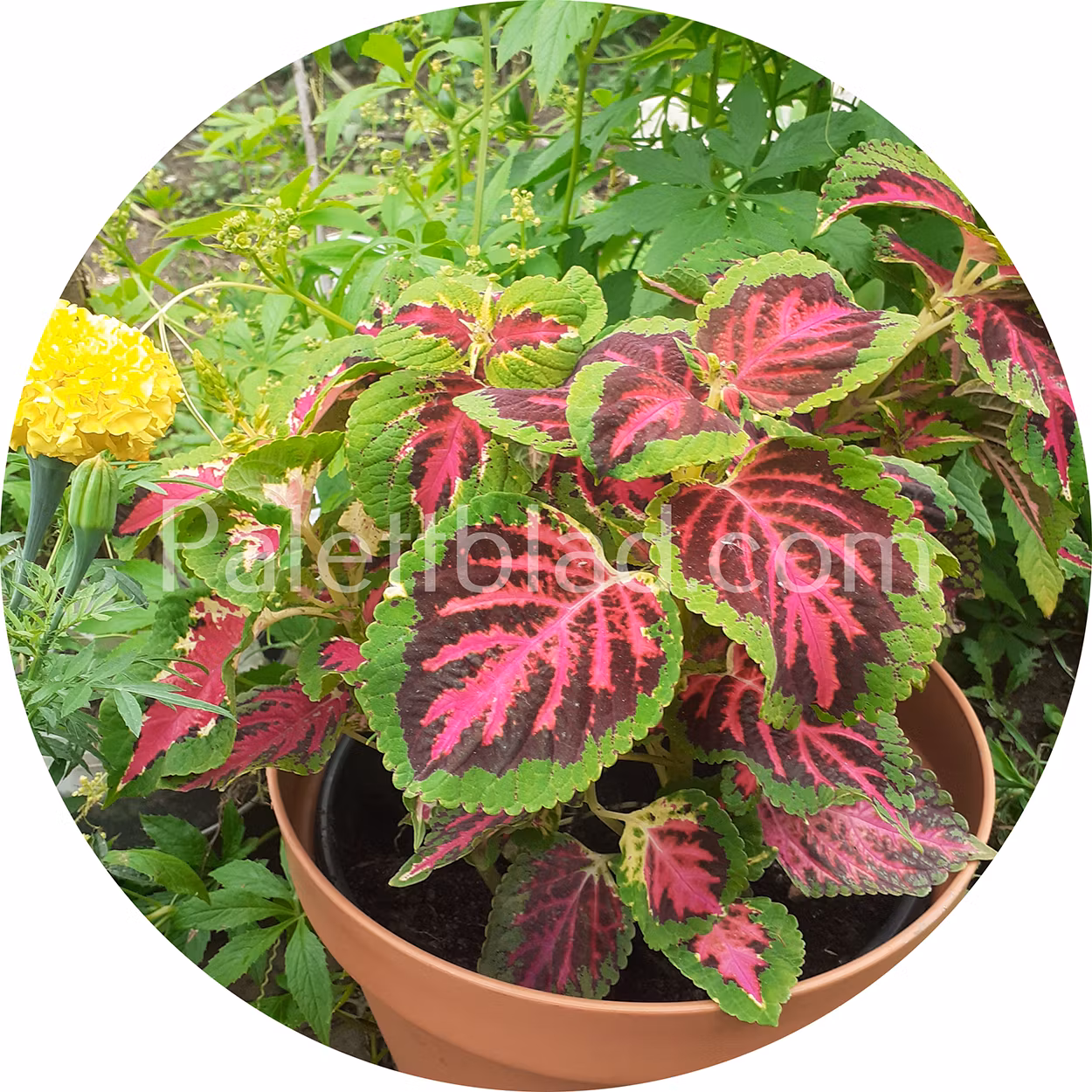 Superfine Rainbow Color Pride 10 seeds