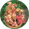 Fairway Mosaic 10 seeds