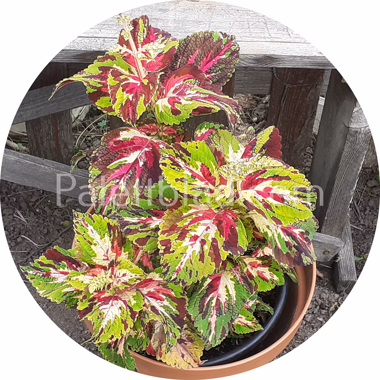 Superfine Rainbow Multicolor 10 seeds