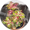 Superfine Rainbow Multicolor 10 graines