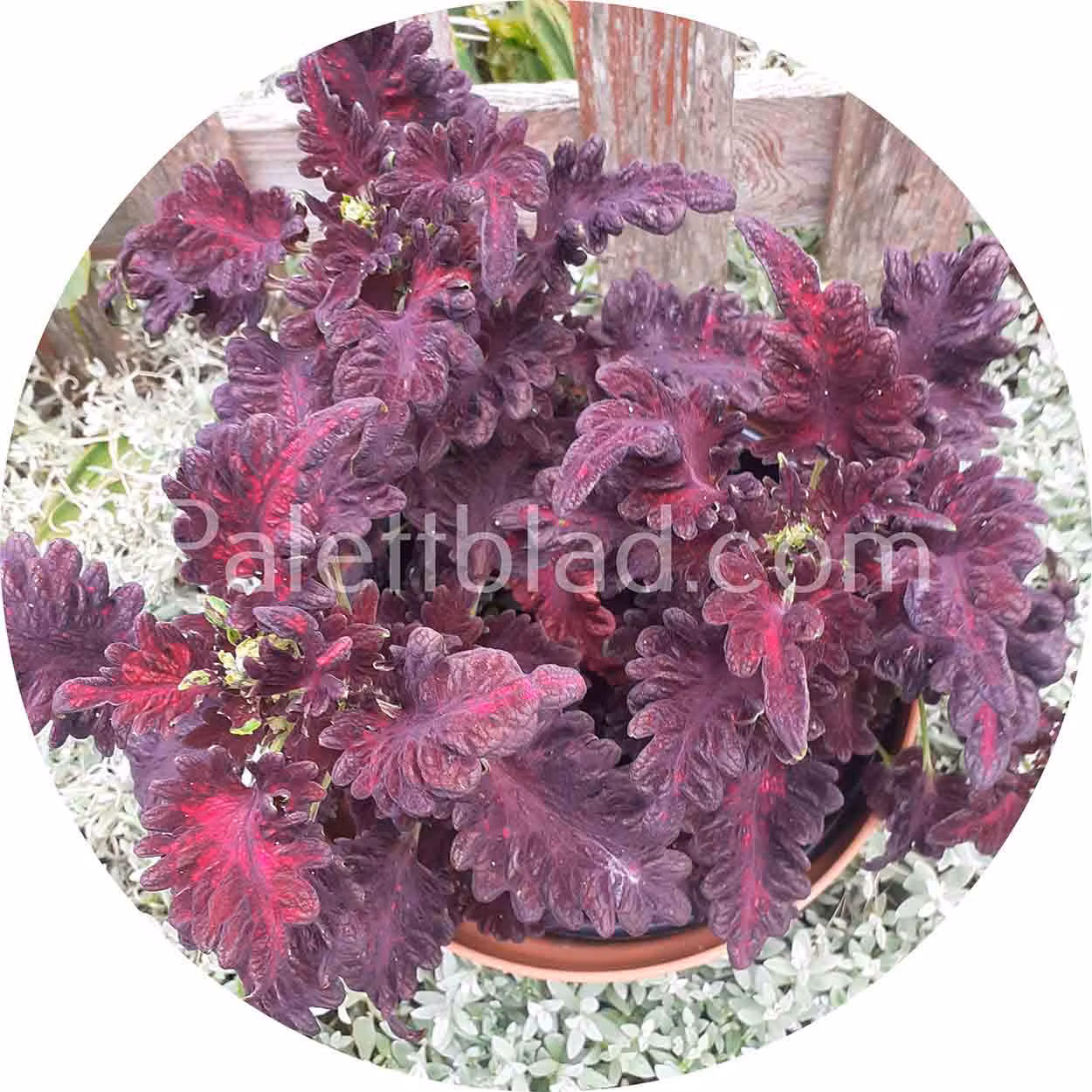 Black Dragon 10 seeds - Palettblad.com