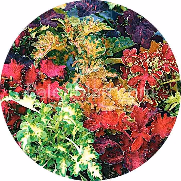 Rococo Mix 10 zaden