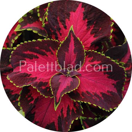 Premium Sun Chocolate Covered Cherry 5 frø