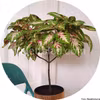 Premium Sun Rose To Lime Magic 5 frön