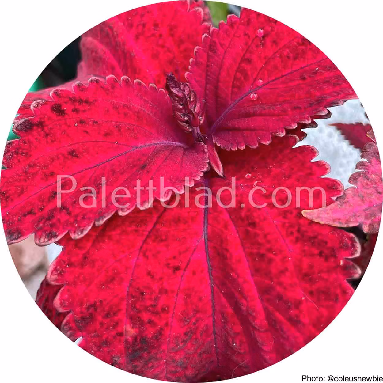 Ovanligt palettblad Superfine Rainbow Red Velvet