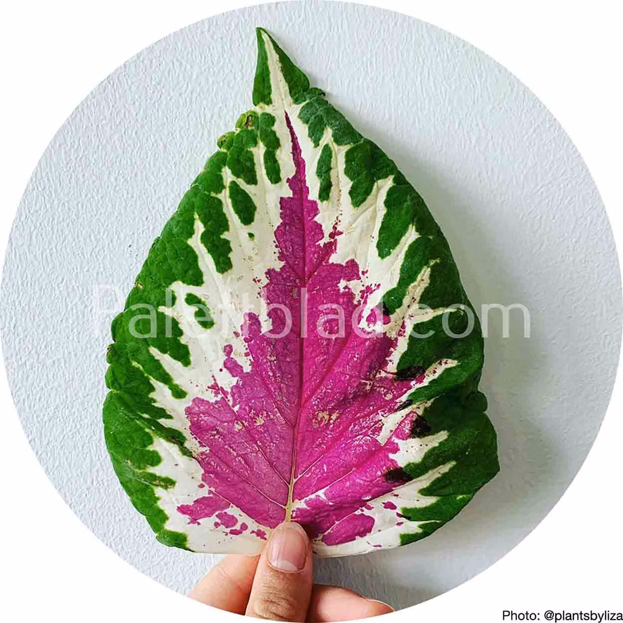 Ovanligt palettblad Wizard Rose