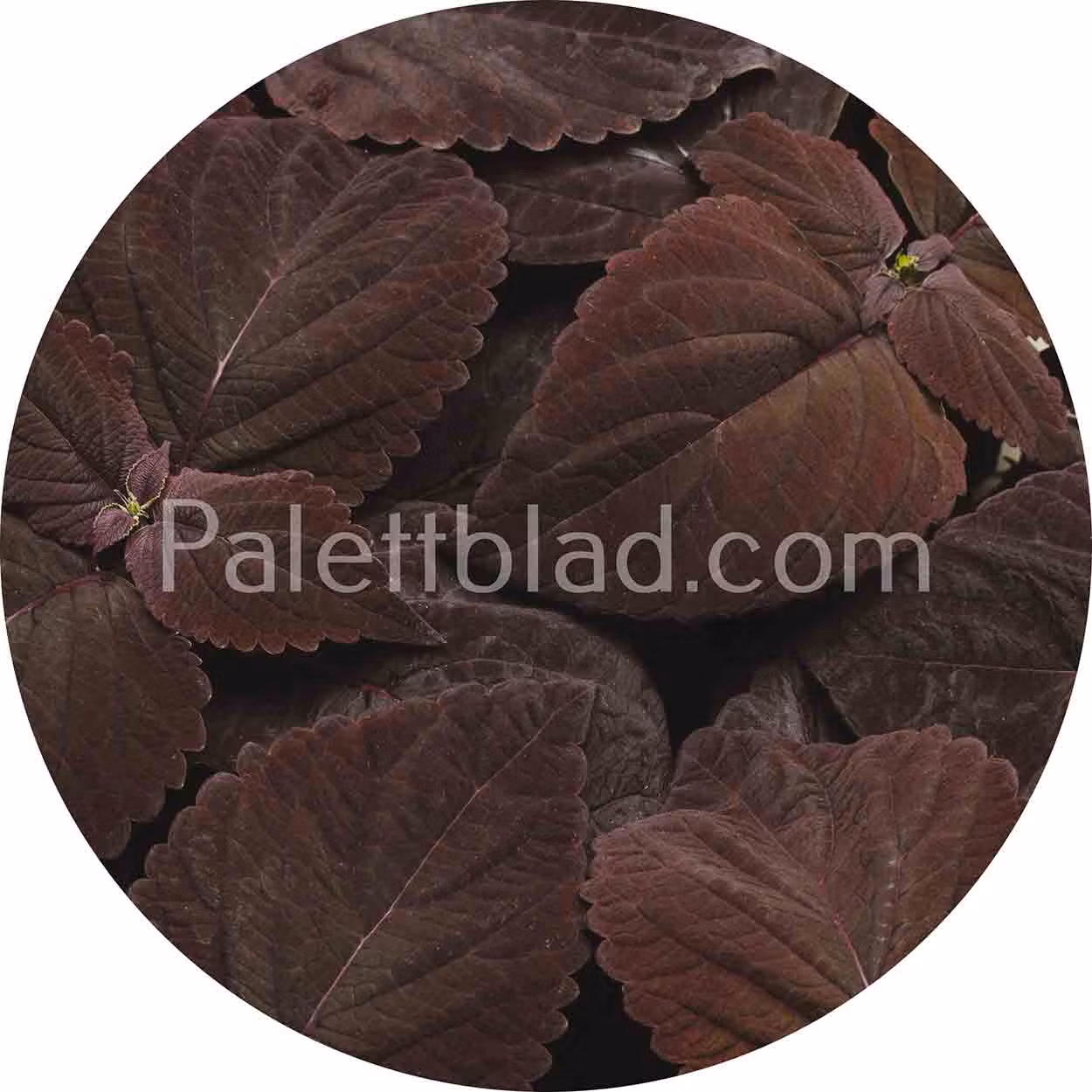 Premium Sun Dark Chocolate 5 seeds