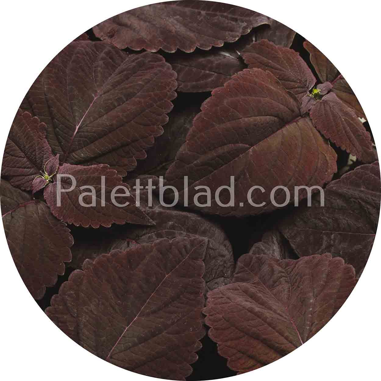 Premium Sun Dark Chocolate 5 zaden