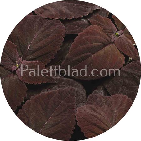 Premium Sun Dark Chocolate 5 frø