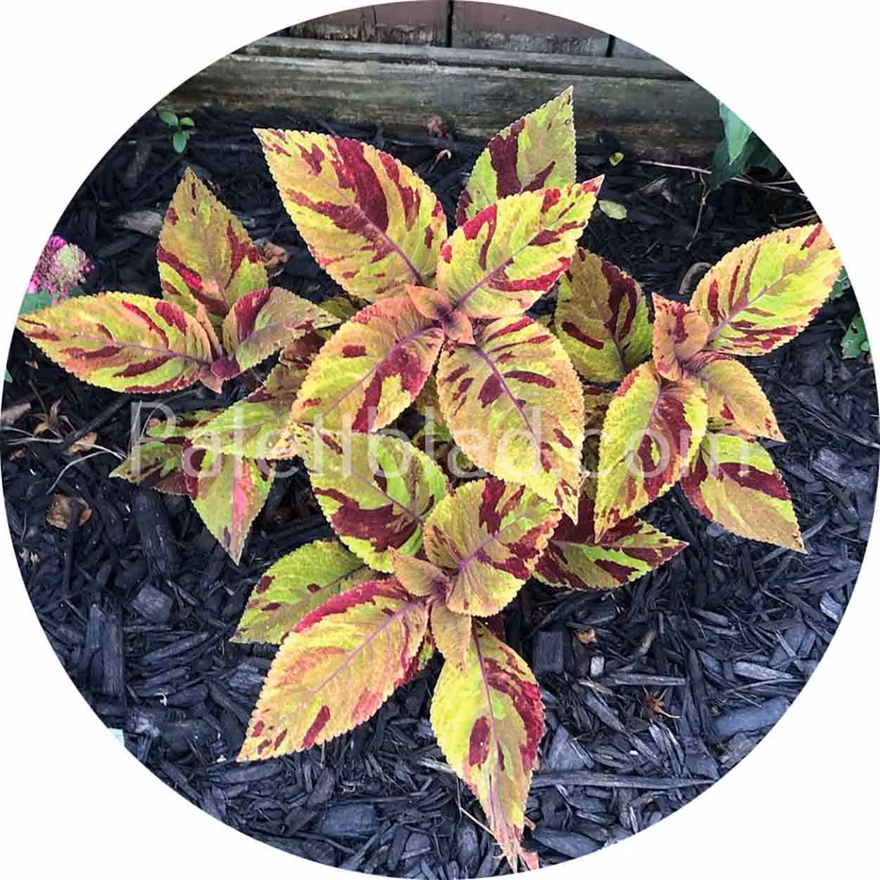 Premium Sun Mighty Mosaic 5 seeds