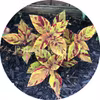 Premium Sun Mighty Mosaic 5 siemenet