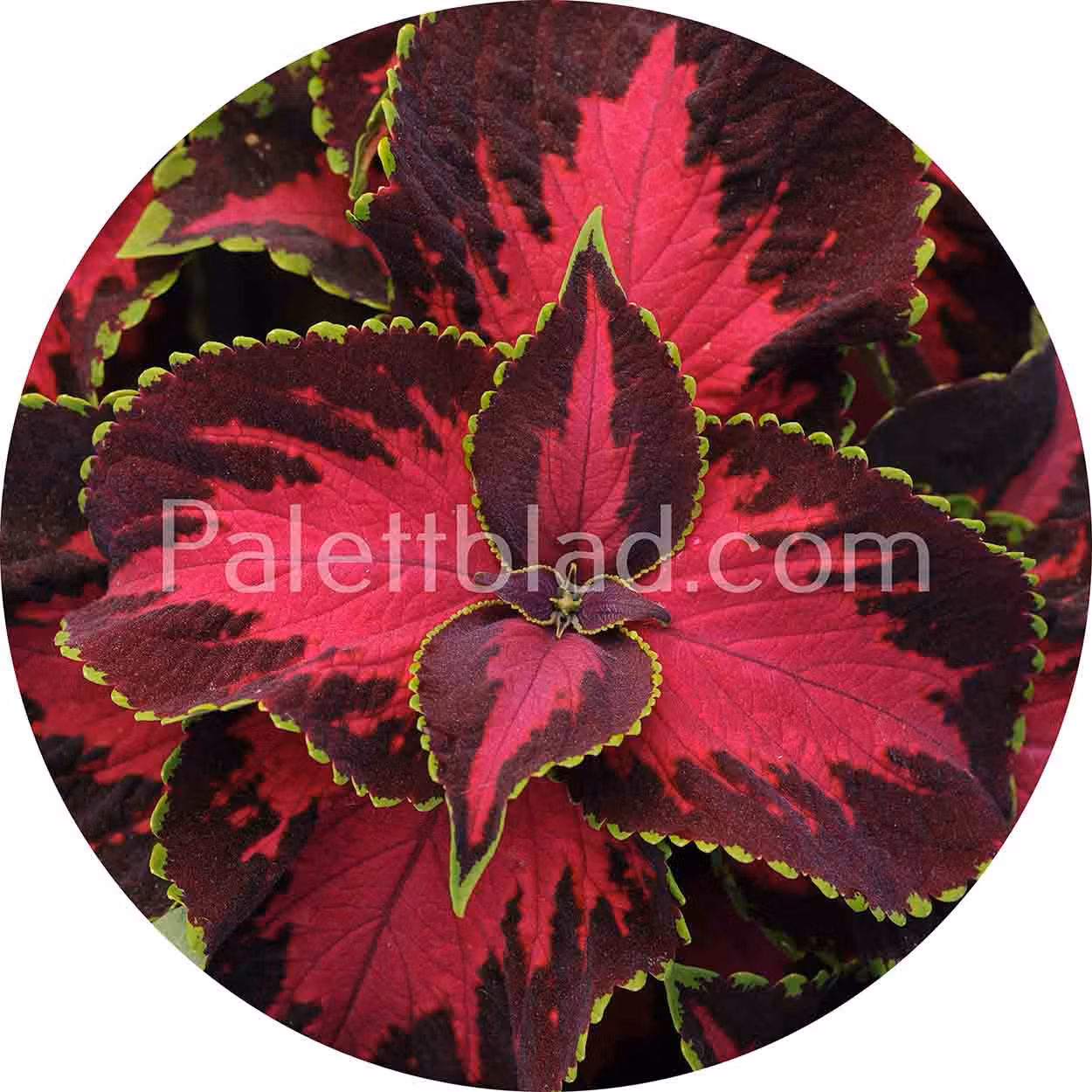 Premium Sun Elite Mix 5 zaden