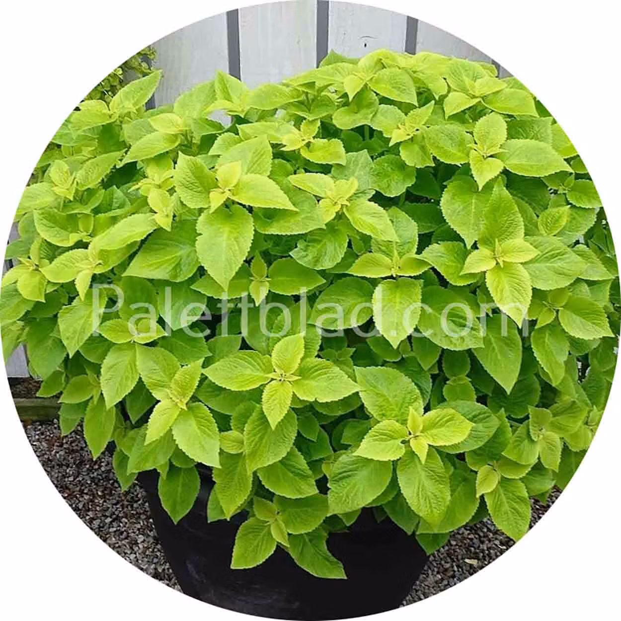Premium Sun Elite Mix 5 siemenet