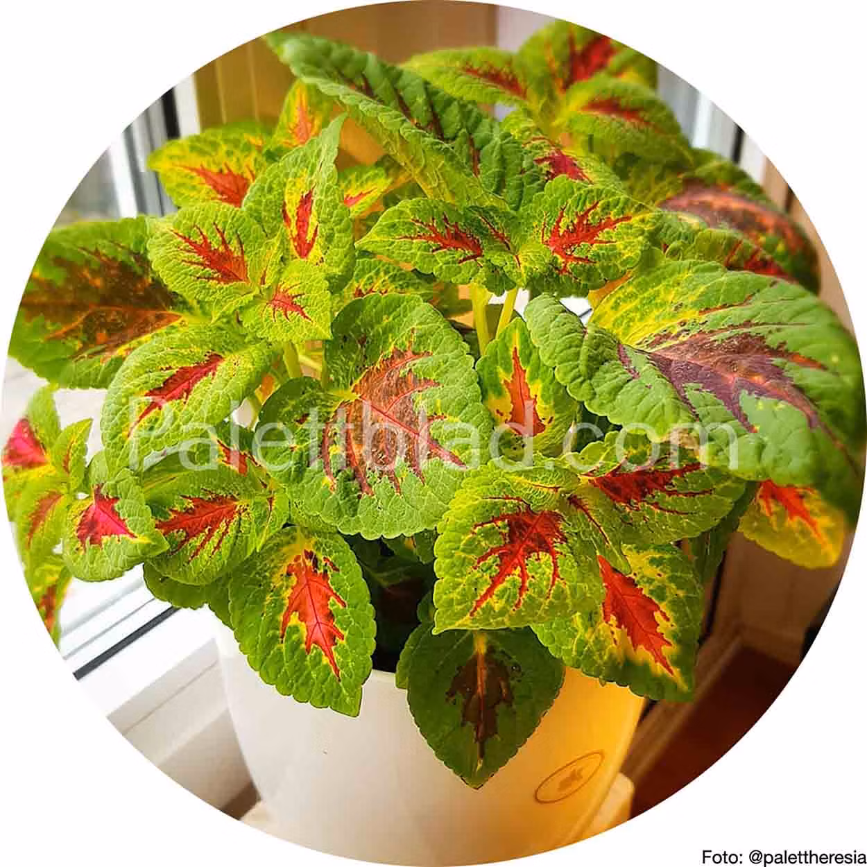 Premium Sun Elite Mix 5 zaden