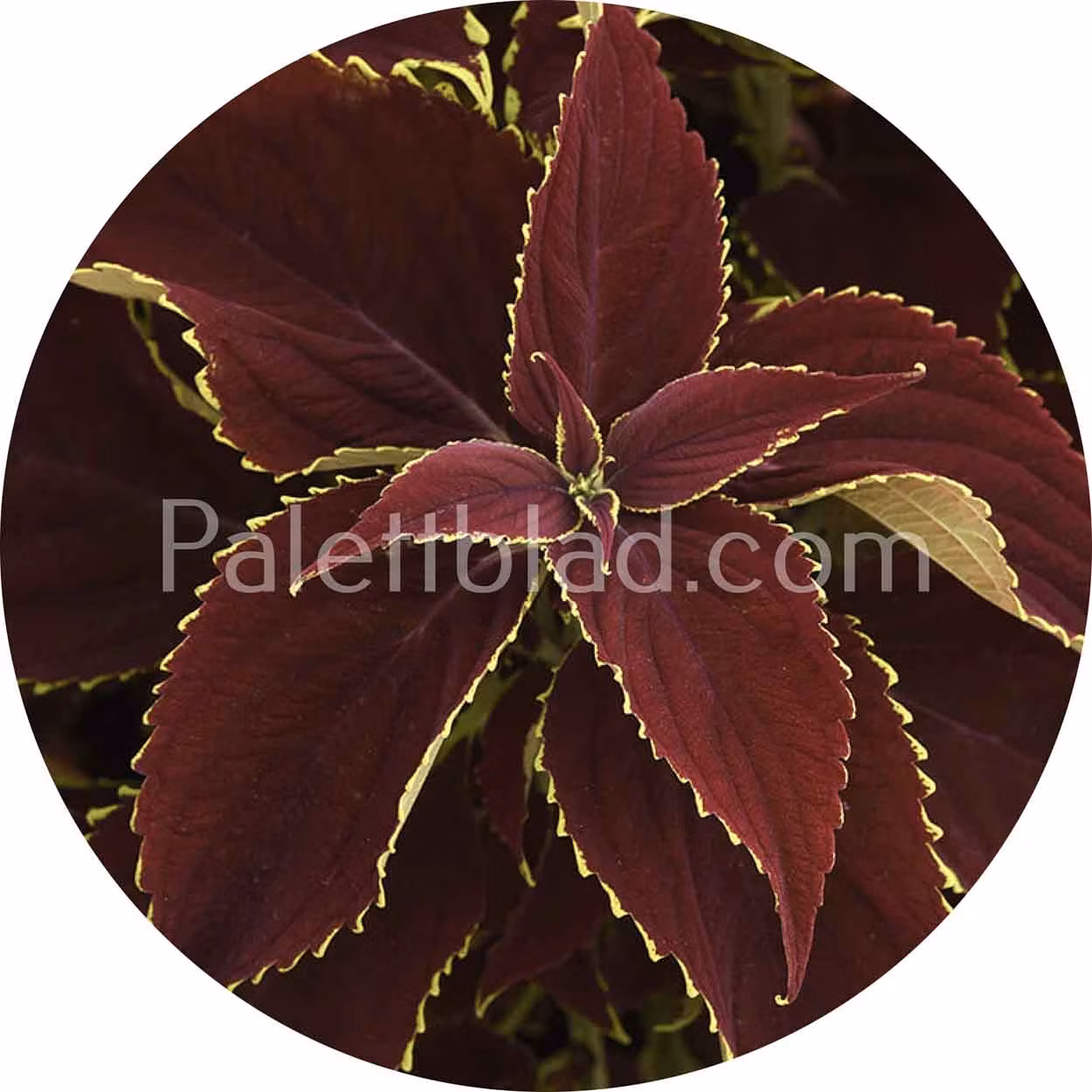 Premium Sun Ruby Heart 5 seeds