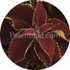Premium Sun Ruby Heart 5 frø