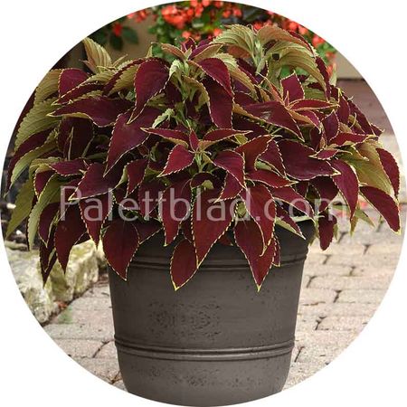 Premium Sun Ruby Heart 5 graines
