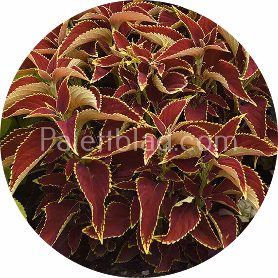 Premium Sun Ruby Heart 5 seeds