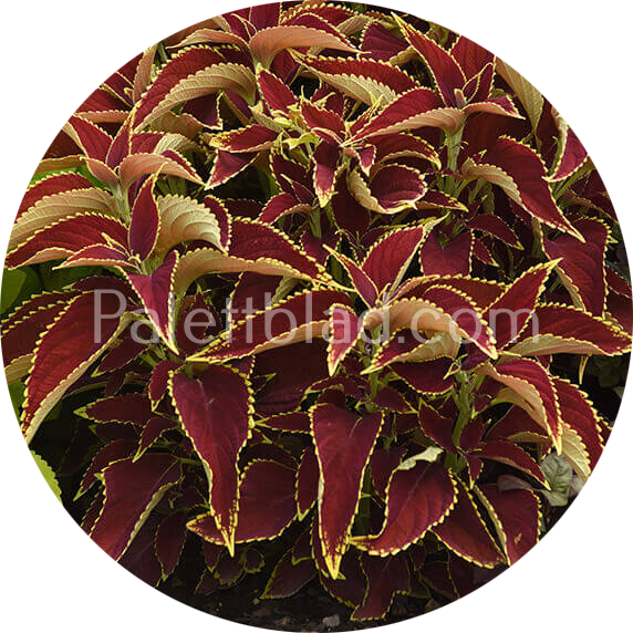 Premium Sun Ruby Heart 5 zaden