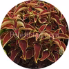 Premium Sun Ruby Heart 5 frø