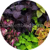 Giant Exhibition Pinto Mix 10 seeds
