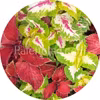 Improved Rainbow Mix 10 siemenet