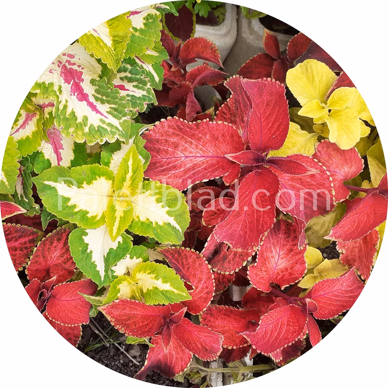 outdoor planter pot Cloche Extra Large Planter