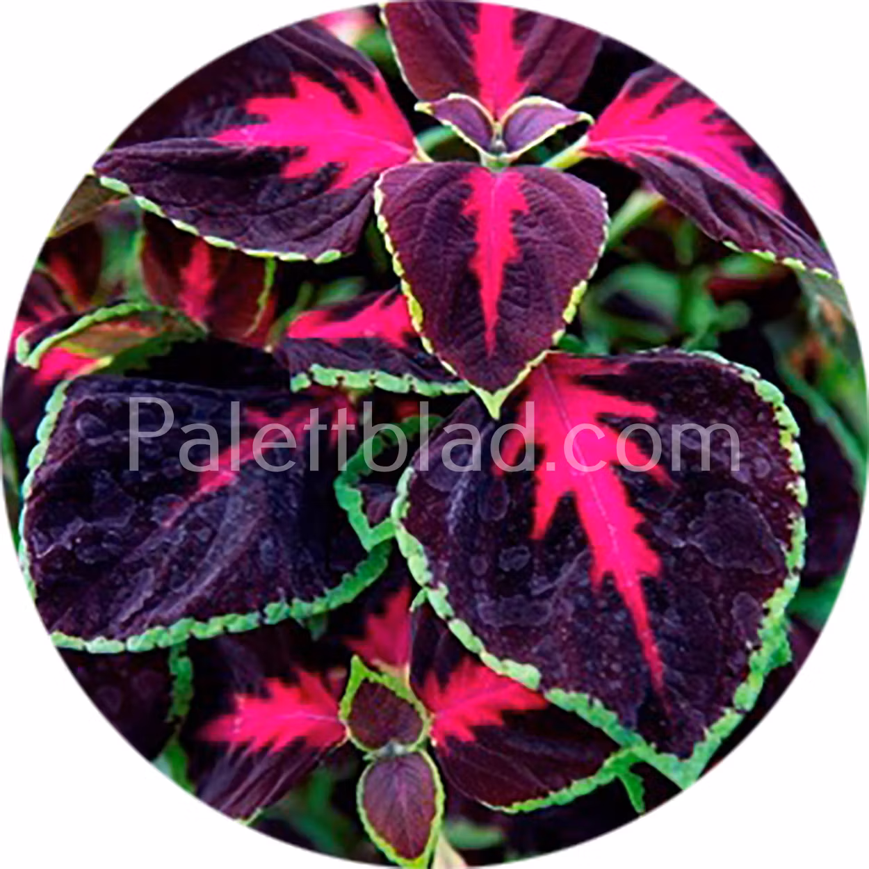Ovanligt palettblad Mezmerize Chocolate Rose