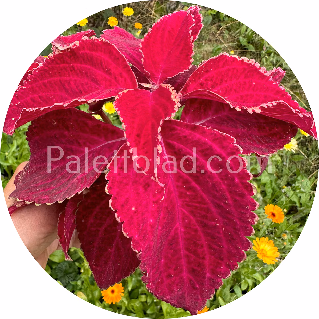 Fairway Red Velvet 10 frön